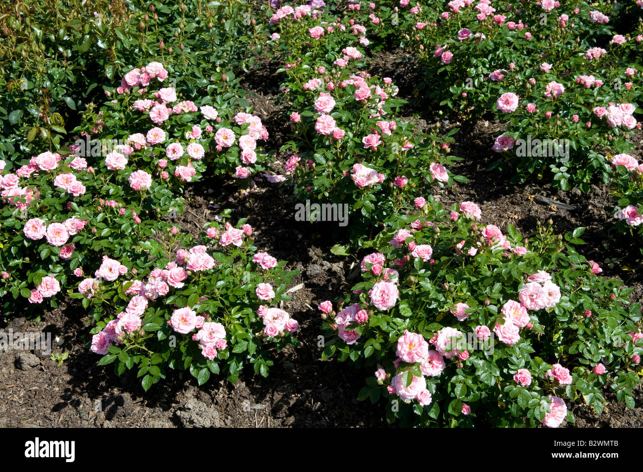 Rosa Pretty Polly`Meitonje` Stock Photo